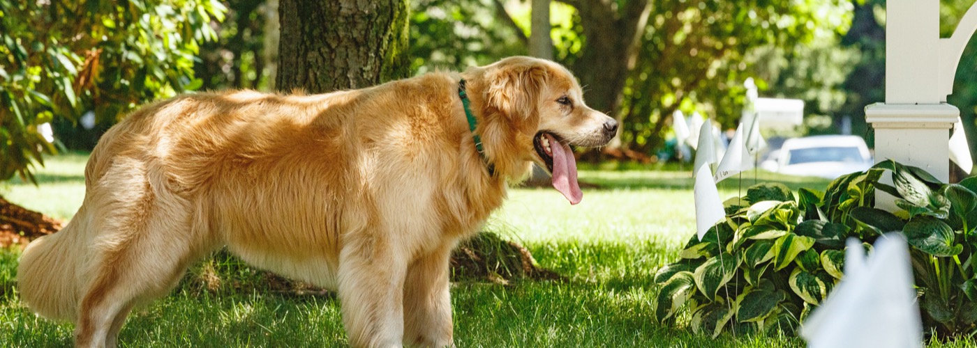 DogWatch of the Shenandoah Valley, Dayton, Virginia | Outdoor Hidden Dog Fences Slider Image