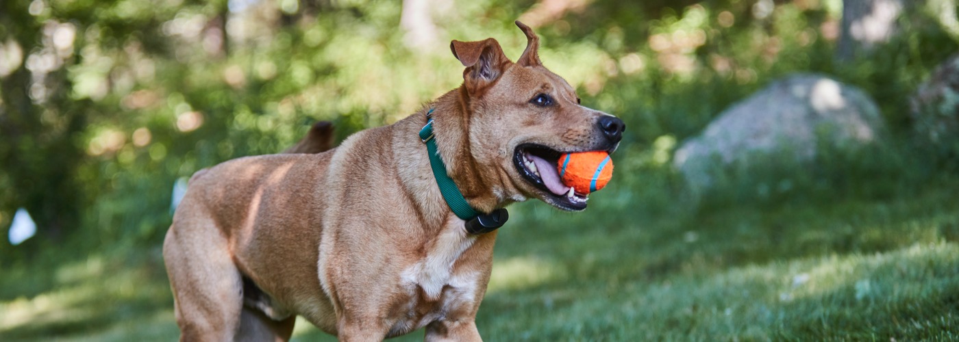 DogWatch of the Shenandoah Valley, Dayton, Virginia | ProFenceX Slider Image